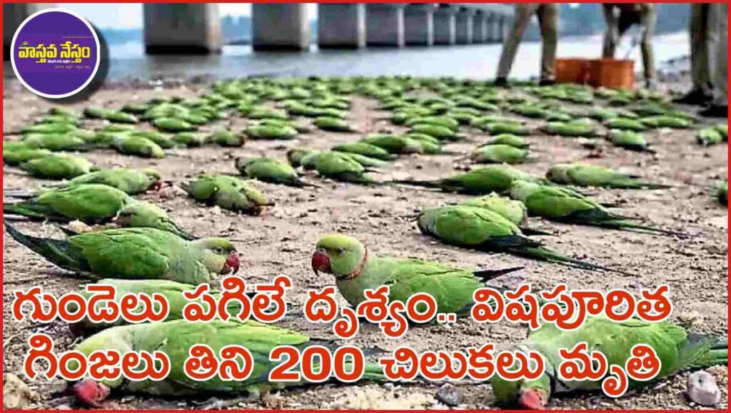 Parrots: గుండెలు పగిలే దృశ్యం.. విషపూరిత గింజలు తిని 200 చిలుకలు మృతి