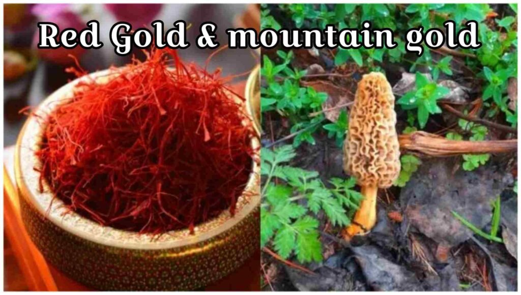 Red Gold & Mountain Gold | బంగారం కంటే ఖరీదైన ఫుడ్స్ ఇవే.. రెడ్ గోల్డ్, మౌంటెన్ గోల్డ్ వెనుక ఉన్న అసలు కథ