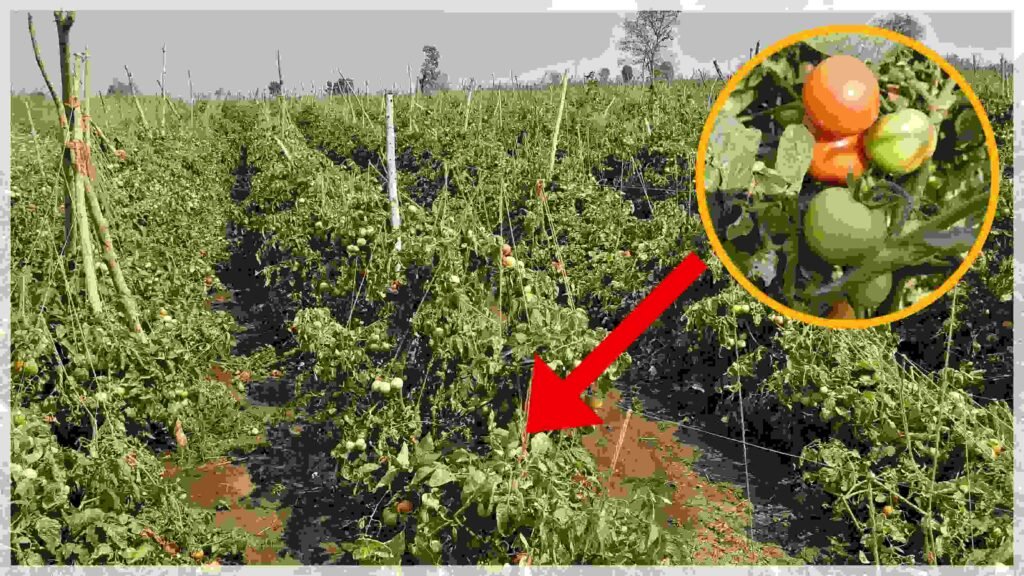 Tomato Farmers | టమాట ధరల పతనంతో రైతన్నల కుదేలు