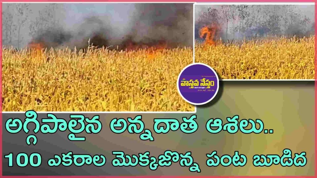 అగ్గిపాలైన అన్నదాత ఆశలు.. 100 ఎకరాల మొక్కజొన్న పంట బూడిద