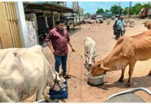 మండే ఎండల్లో మూగజీవాలకు ఆసరా.!