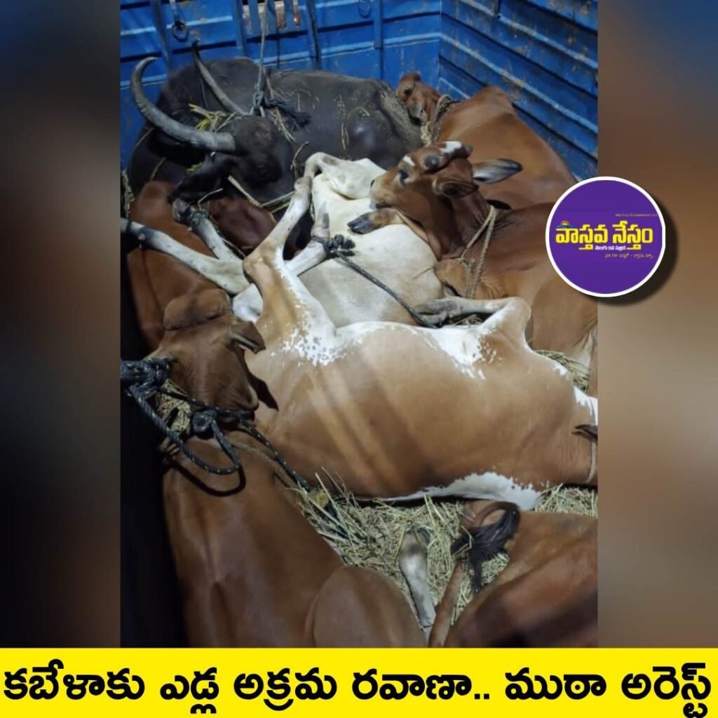 కబేళాకు ఎడ్ల అక్రమ రవాణా.. ముఠా అరెస్ట్