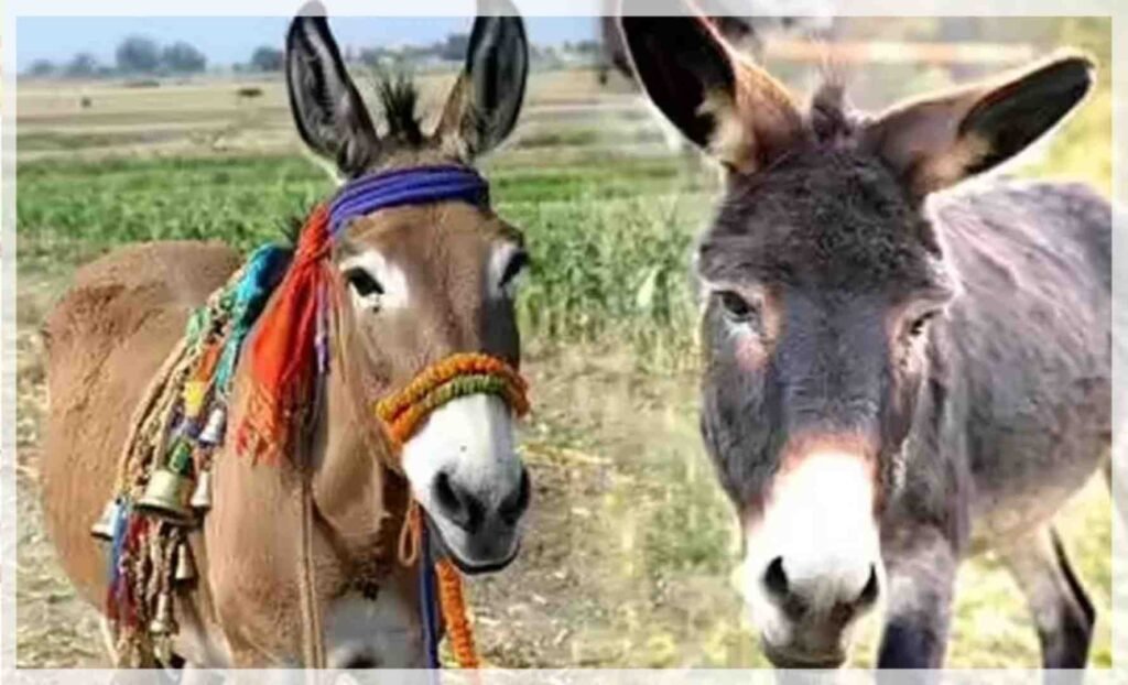 వరుణుడి కరుణ కోసం.. గాడిదలకు పెళ్లి..!
